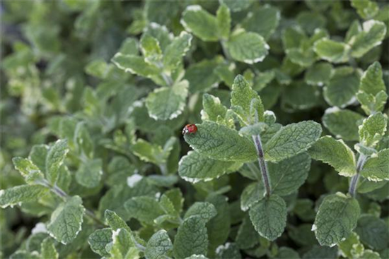 Buntblättrige Garten-Minze Buntblättrige Garten-Minze