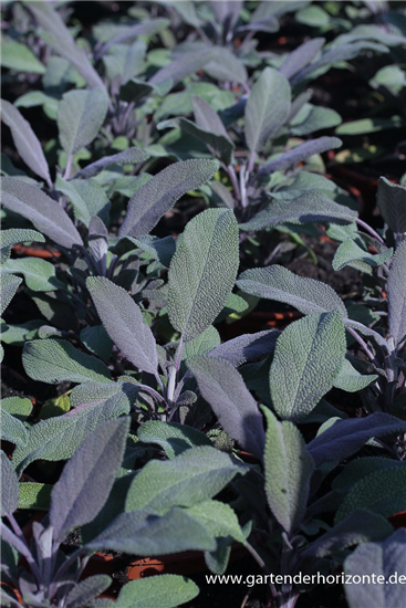Salvia officinalis 'Purple Beauty'