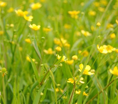 Brennender Hahnenfuß Brennender Hahnenfuß