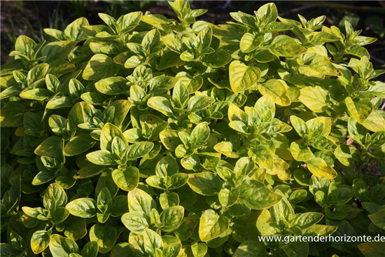 Origanum vulgare 'Thumbles'