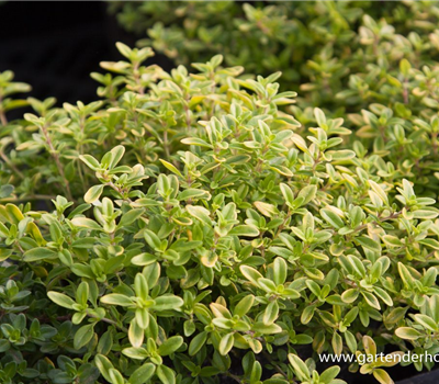 Garten-Thymian 'Golden Dwarf' Garten-Thymian 'Golden Dwarf'