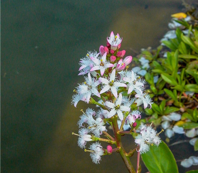 Fieberklee Fieberklee