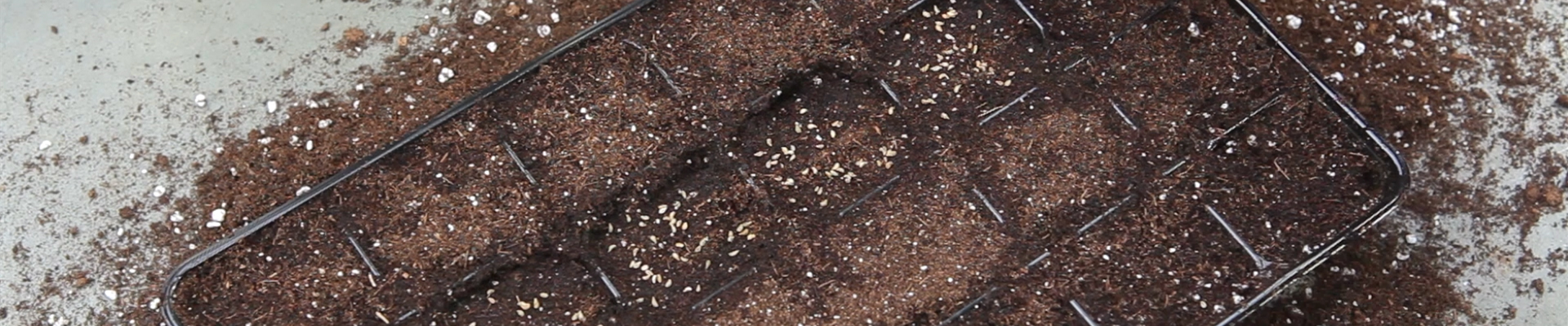 Petersilie - Aussäen von Samen (thumbnail).jpg