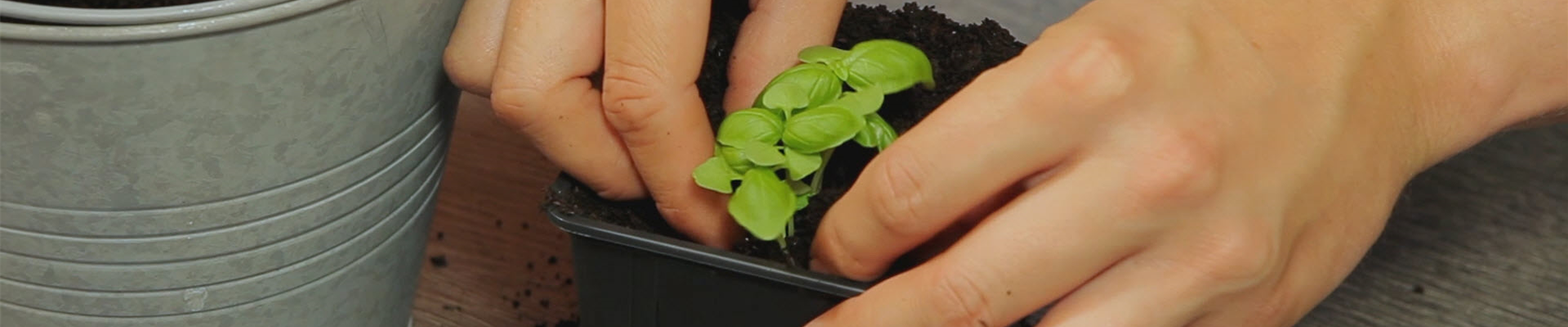 Basilikum - Umtopfen der Anzucht (thumbnail).jpg