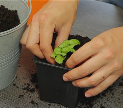 Basilikum - Umtopfen der Anzucht