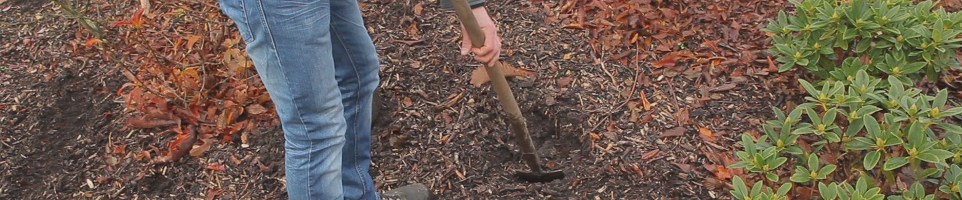 Rhododendron - Einpflanzen im Garten (thumbnail).jpg