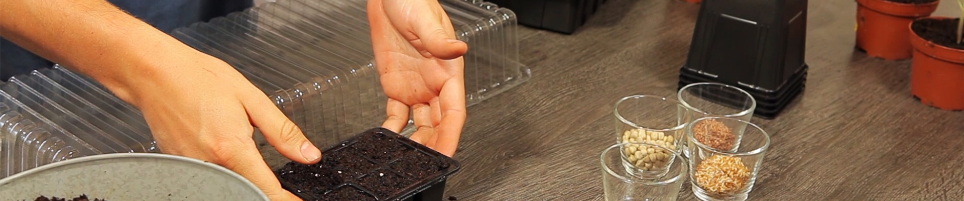 Basilikum - Aussaat und Aufzucht (thumbnail).jpg