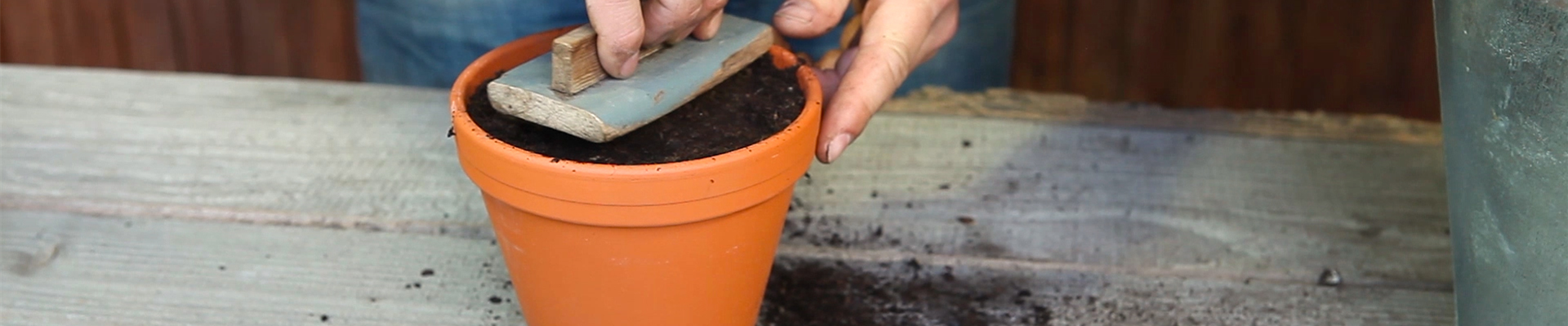 Pefferminze - Aussäen von Samen (thumbnail).jpg Pefferminze - Aussäen von Samen (thumbnail).jpg