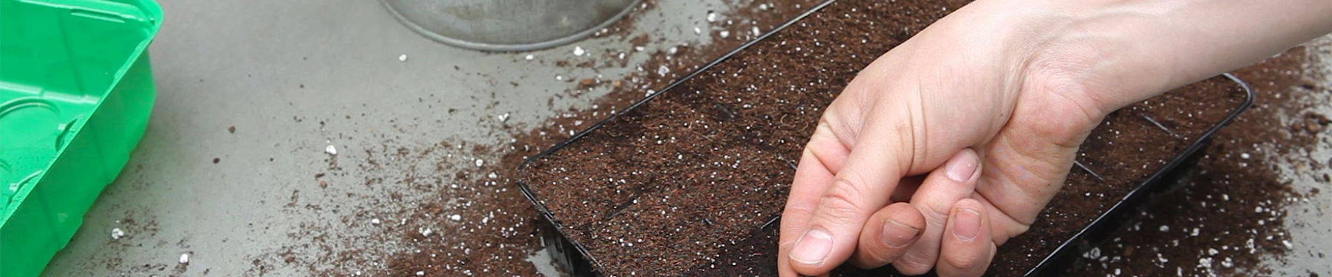 Bohnenkraut - Aussäen von Samen (thumbnail).jpg Bohnenkraut - Aussäen von Samen (thumbnail).jpg