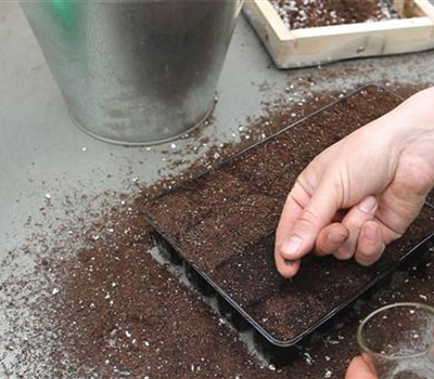 Bohnenkraut - Aussäen von Samen