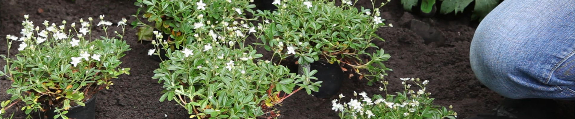 Fingerkraut - Einpflanzen im Garten (thumbnail).jpg