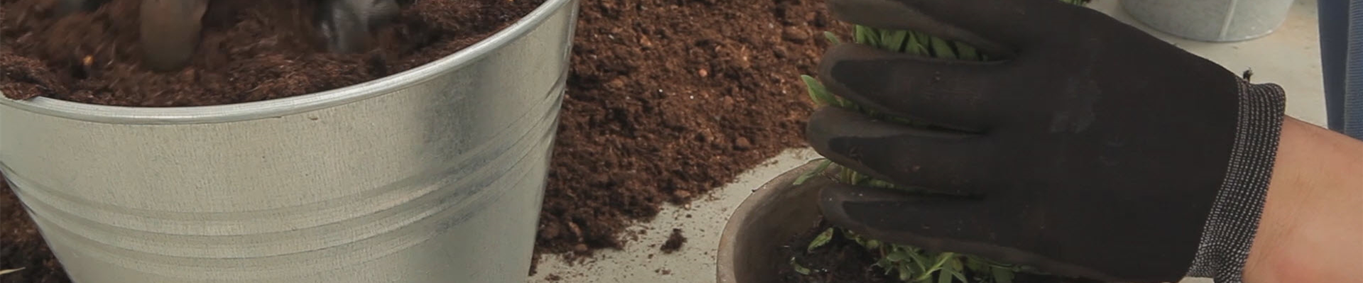 Lavendel - Einpflanzen in ein Gefäß (thumbnail).jpg