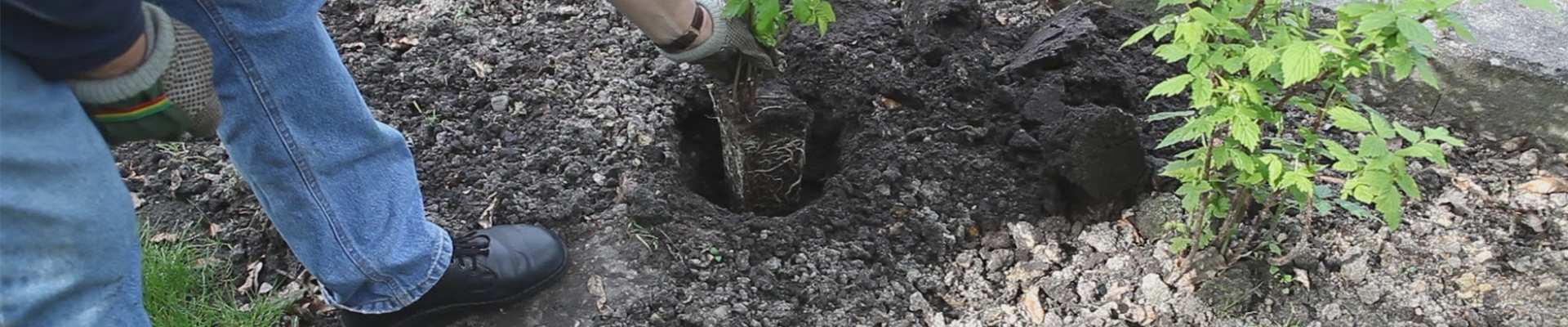 Himbeere - Einpflanzen im Garten (thumbnail).jpg