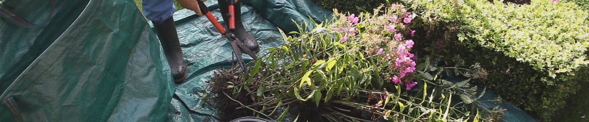 Phlox - Teilen und Vermehren (thumbnail).jpg