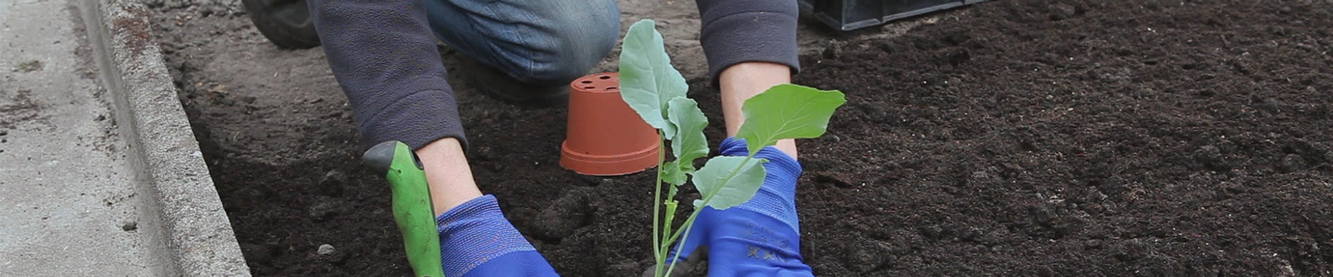 Brokkoli - Einpflanzen in ein Gemüsebeet (thumbnail).jpg Brokkoli - Einpflanzen in ein Gemüsebeet (thumbnail).jpg
