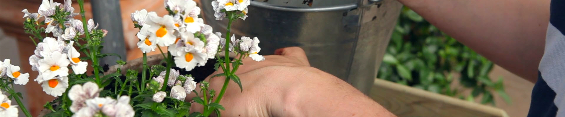 Elfenspiegel - Einpflanzen in ein Gefäß (thumbnail).jpg