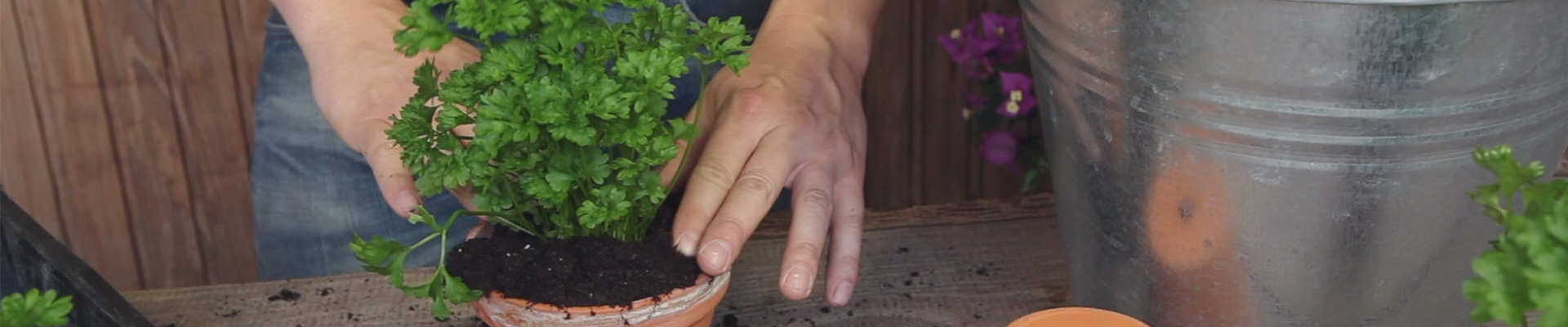 Petersilie - Umtopfen der Anzucht (thumbnail).jpg