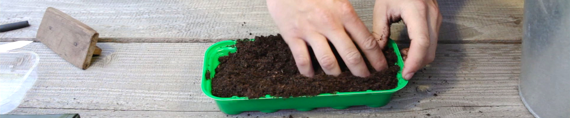 Salbei - Aussäen von Samen (thumbnail).jpg