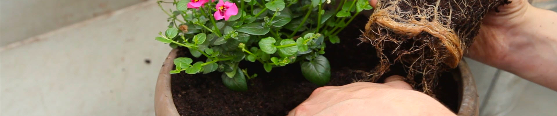 Elfensporn - Einpflanzen in ein Gefäß (thumbnail).jpg