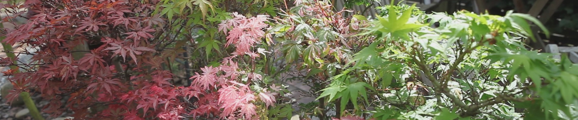 Gartengestaltung - Japanischer Ahorn (thumbnail).jpg