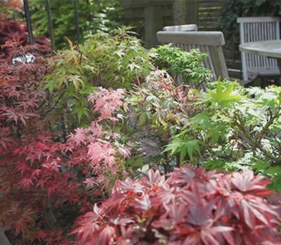 Gartengestaltung - Japanischer Ahorn