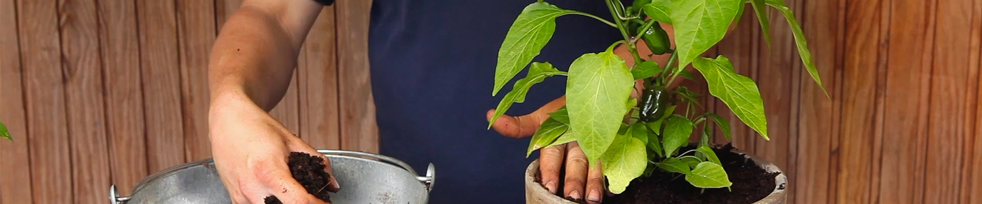 Paprika - Einpflanzen in ein Gefäß (thumbnail).jpg