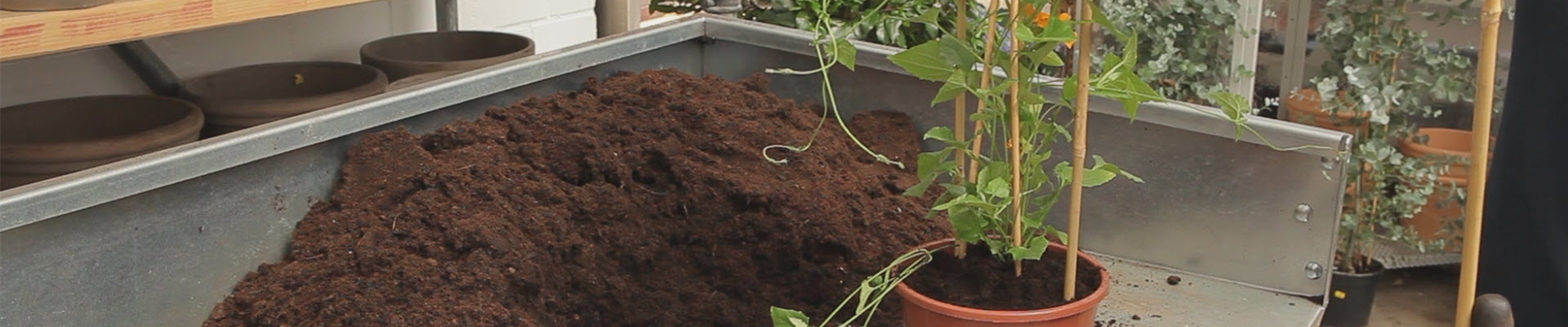 Schwarzäugige Susanne - Umtopfen (thumbnail).jpg