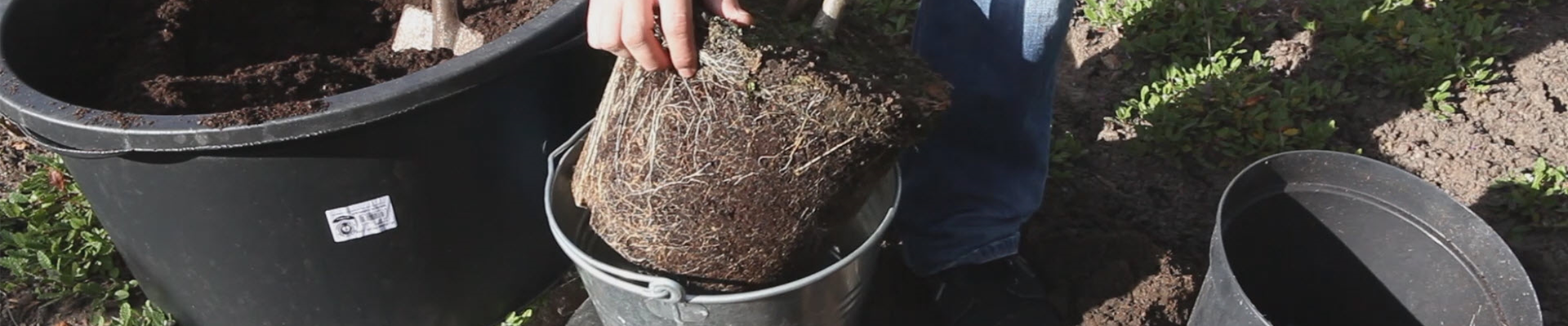 Rispenhortensie - Einpflanzen im Garten (thumbnail).jpg Rispenhortensie - Einpflanzen im Garten (thumbnail).jpg