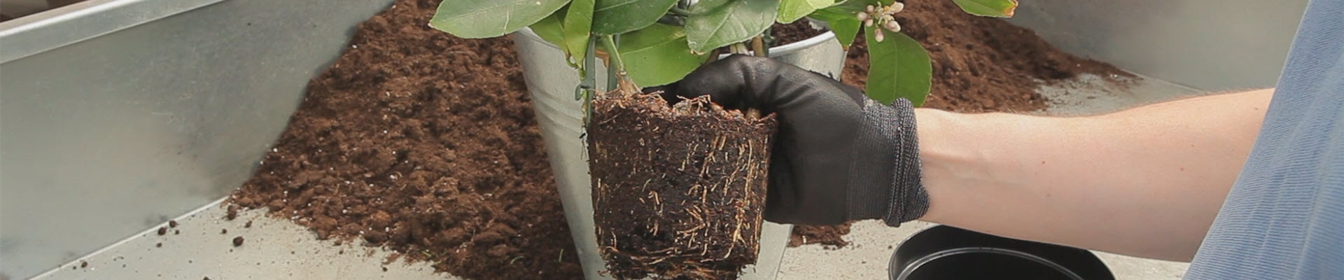 Zitronen - Umtopfen (thumbnail).jpg