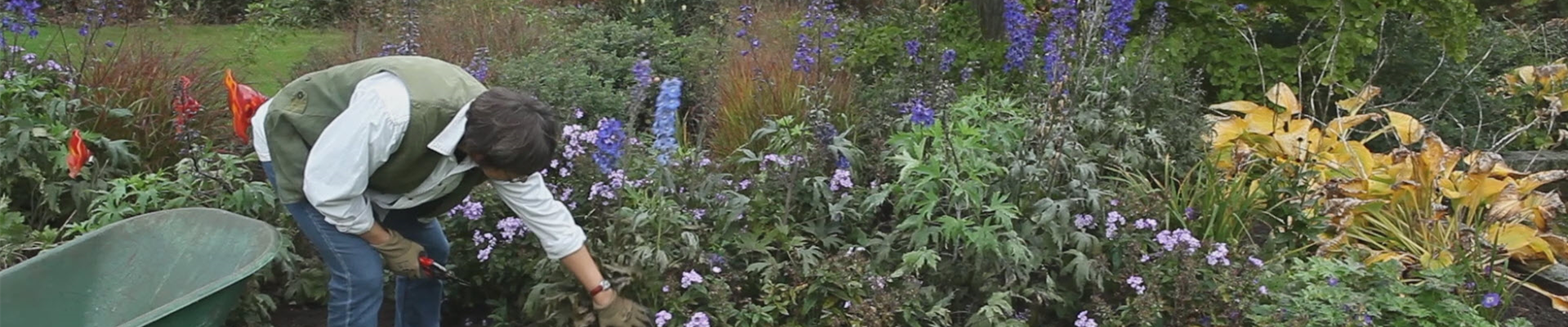 Rittersporn - Zurückschneiden nach der Blüte (thumbnail).jpg