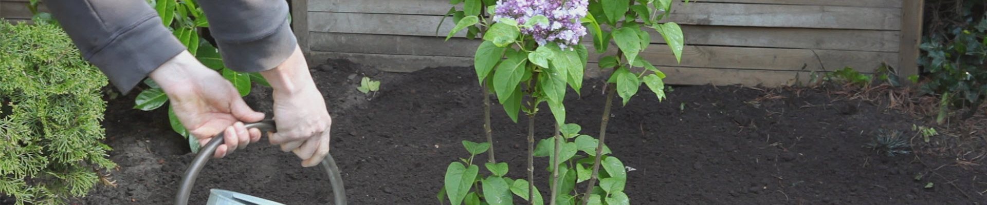 Flieder - Einpflanzen im Garten (thumbnail).jpg