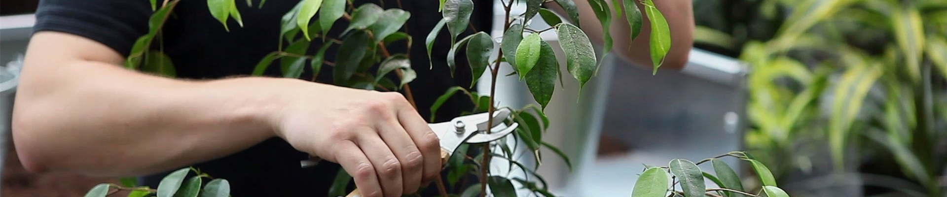 Birkenfeige - Zurückschneiden und Pflegen (thumbnail).jpg