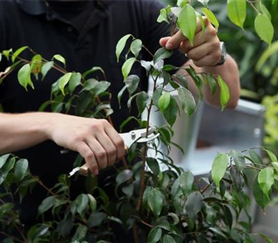 Birkenfeige - Zurückschneiden