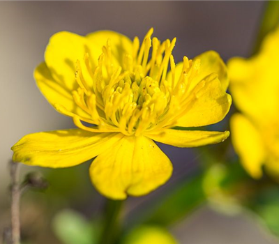 Caltha palustris Caltha palustris