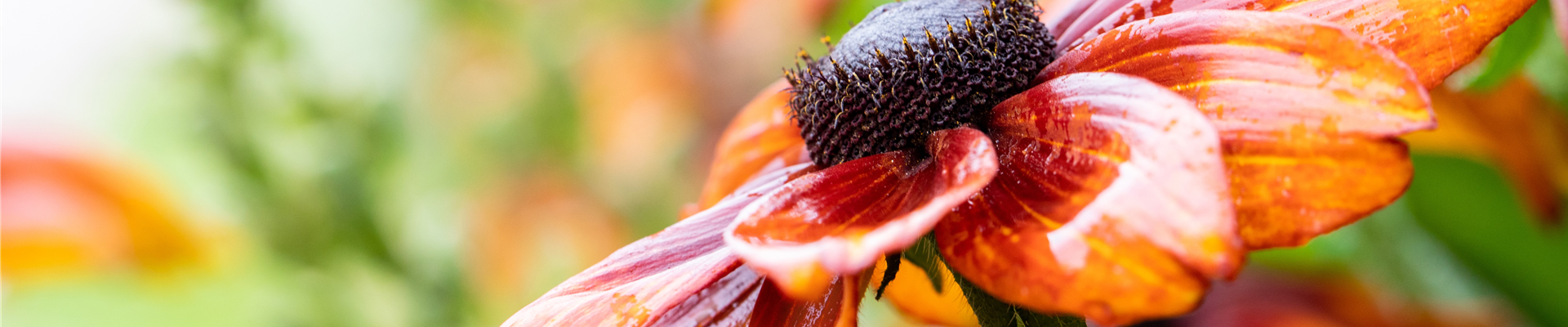 2020-7-8.11-0.GS655978_.jpg 2020-7-8.11-0.GS655978_.jpg