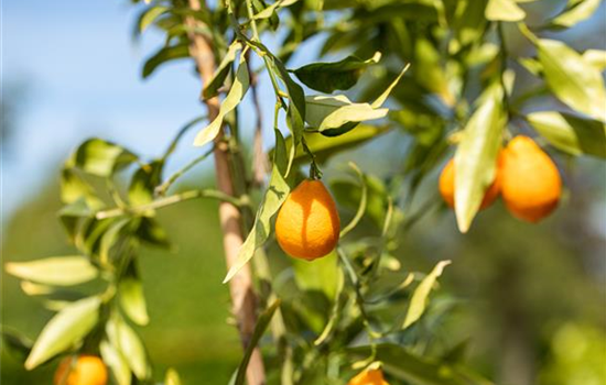 Wie ein Mediterraner Garten entsteht Wie ein Mediterraner Garten entsteht