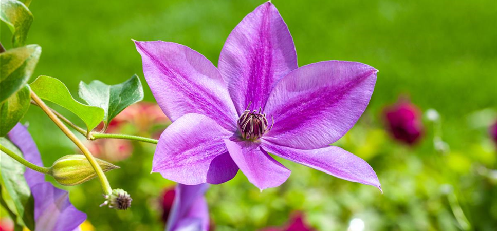 Clematis und Rosen