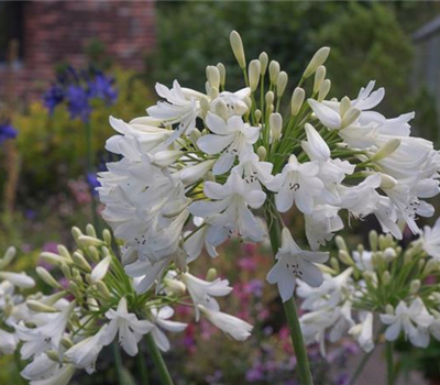 Afrika-Schmucklilie Afrika-Schmucklilie