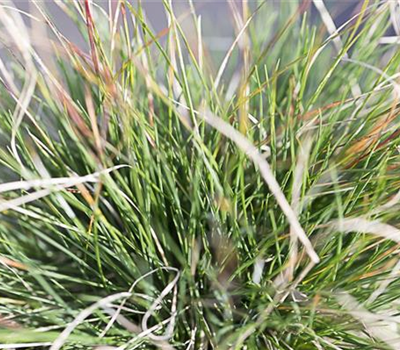 Amethyst-Schwingel Amethyst-Schwingel