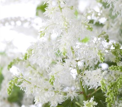 Arends Garten-Prachtspiere 'Brautschleier' Arends Garten-Prachtspiere 'Brautschleier'