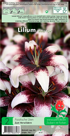 Asiatische Lilie 'Black Eye'