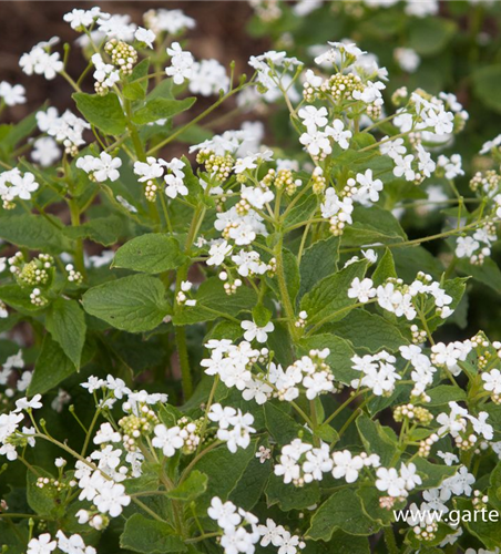 Brunnera macrophylla 'Betty Bowring'