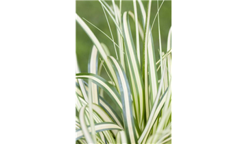Carex ornithopoda 'Variegata'