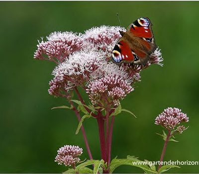 Eupatorium cannabinum Eupatorium cannabinum