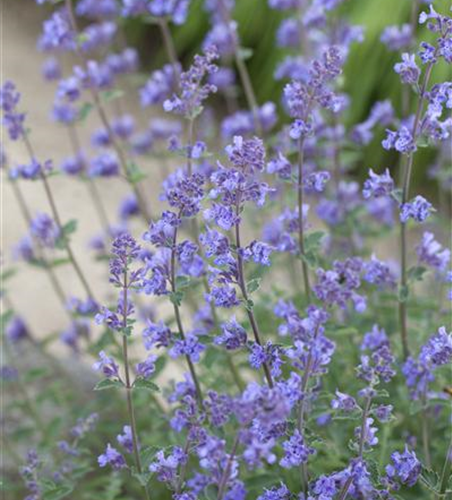 Garten-Bastard-Katzenminze 'Alba'