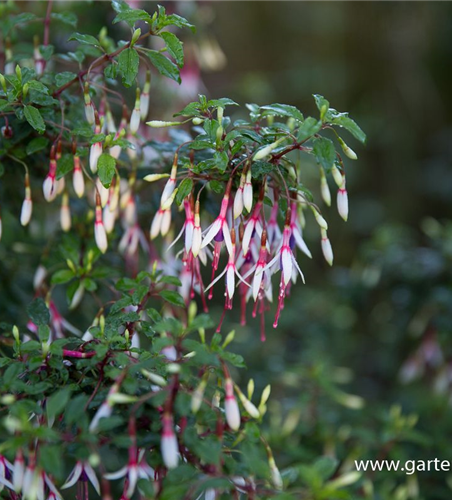 Garten-Fuchsie Garten-Fuchsie