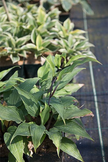 Garten-Lanzen-Funkie 'Red October'