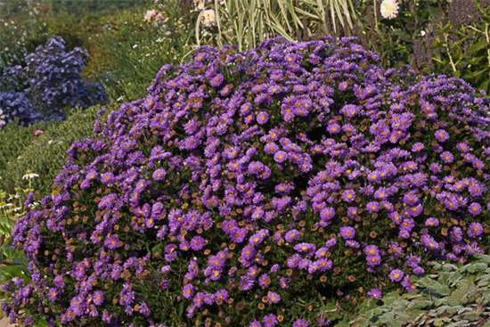 Garten-Kissen-Aster 'Sapphire'® Garten-Kissen-Aster 'Sapphire'®