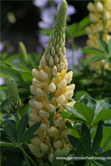 Garten-Lupine 'Camelot Yellow'® Garten-Lupine 'Camelot Yellow'®