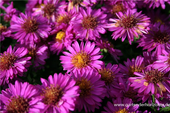 Garten-Kissen-Aster 'Starlight'